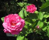 C:\Users\olivia\Pictures\Europe 2010\RO 2010\2010-07-27\042.JPG